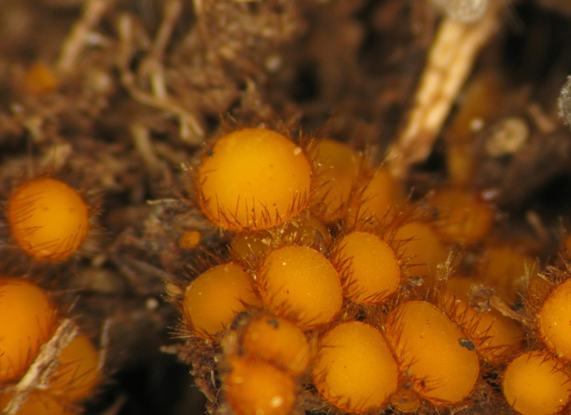 Cheilymenia stercorea (Pers. Fr.) Boud. f. stercorea